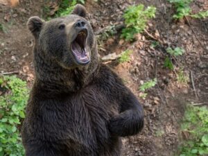 Подробнее о статье Гулявшая в лесу с собакой женщина пострадала от нападения медведя