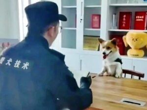 Подробнее о статье Корги-полицейский украл сосиску у ребенка и стал звездой соцсетей