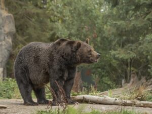 Подробнее о статье Кровавая охота: медведь-убийца растерзал пенсионера с собакой