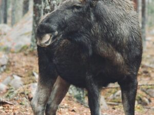 Подробнее о статье Умершего во время операции лосенка Илюшу кремируют