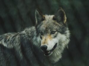 Подробнее о статье В зоопарке «Лимпопо» в Нижнем Новгороде объявили эвакуацию после побега волчицы