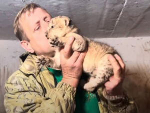 Подробнее о статье «Чувствовал себя львом»: коллега рассказал, почему на директора сафари-парка Олега Зубкова напал хищник