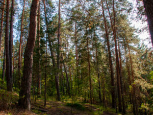 Подробнее о статье В российском городе нашли прикрытое валежником тело мужчины