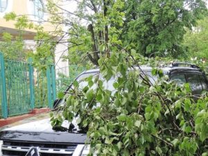 Подробнее о статье Падающие деревья чуть не убили отдыхающих с палатками