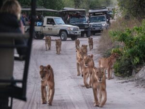 Подробнее о статье Опытный смотритель был жестоко растерзан семью хищными кошками