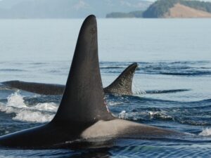 Подробнее о статье Разгадана тайна нападений китов-убийц на суда по всему миру