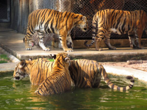 Подробнее о статье Тигр растерзал смотрителя в частном заповеднике
