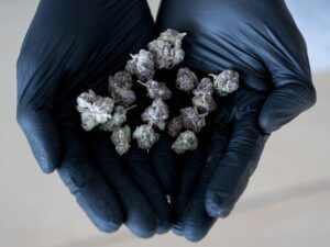 Подробнее о статье Жителя Вологодской области наказали за выращивание конопли нестрого