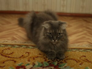 Подробнее о статье Мать участника СВО заявила о расправе над привезенной с фронта кошкой