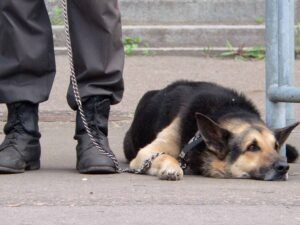 Подробнее о статье Медведь бы оставил следы: стали известны детали поисков пропавшей в тайге семьи