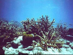 Подробнее о статье «Новая реальность»: Земля вступила приблизилась к первому катастрофическому необратимому перелому