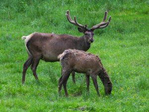 Подробнее о статье Опытный охотник рассказал о происхождении костей, найденных на месте поисков семьи Усольцевых