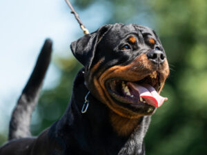 Подробнее о статье Пара ротвейлеров насмерть растерзала двухлетнего ребенка в детском саду