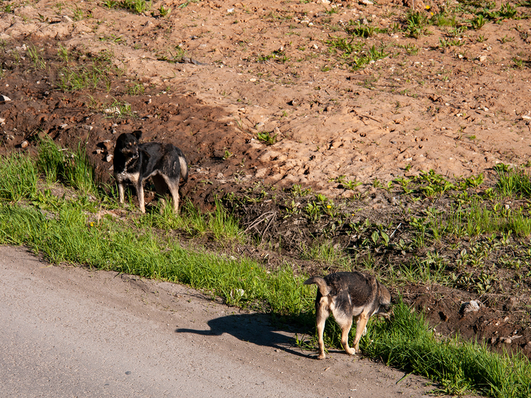 Подробнее о статье «Приходите на похороны, расскажите про стерилизацию»: мать разорванного собаками мальчика позвала зоозащитников на прощание с сыном