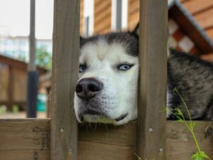 Подробнее о статье Прояснилась судьба собаки, убившей младенца в Подмосковье