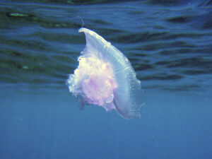 Подробнее о статье Двухлетний малыш погиб после укуса медузы в Малайзии: при встрече с Морской Осой шансов нет