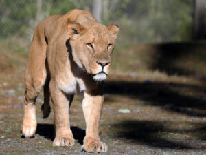Подробнее о статье Проблемный заповедник умертвил двух львов: судьба еще пятерых неясна