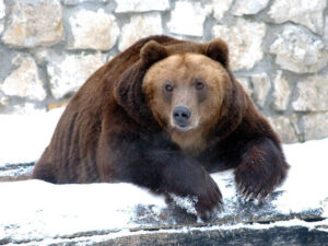 Подробнее о статье Разъярённый медведь напал на группу учеников начальной школы и ранил 11 человек