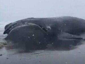 Подробнее о статье Редкого японского кита вынесло на берег российского региона