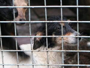Подробнее о статье Собаку, погибшую от бешенства в Москве, взяли из приюта