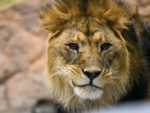 Подробнее о статье Стали известны детали восстановления крымчанина после нападения льва