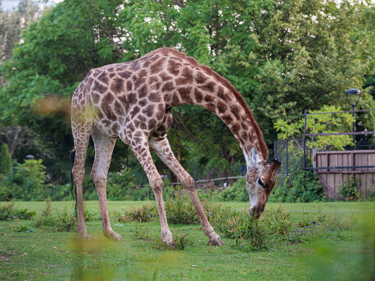 Подробнее о статье Стало известно о кончине жирафа на западе России