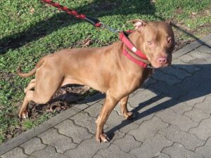 Подробнее о статье Три питбуля разорвали насмерть мечтавшую о карьере учителя няню