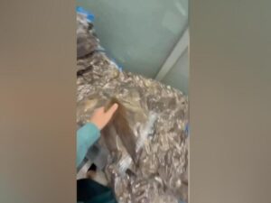 Подробнее о статье Загадочный груз в «Домодедово»: изъято 7000 хвостов куницы