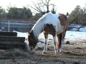 Подробнее о статье «Тот же человек»: жестокое отравление лошадей в Волгоградской области – второе за год