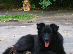 Подробнее о статье В подмосковном Софрино на фоне дела о расстреле собак началась волна отравлений