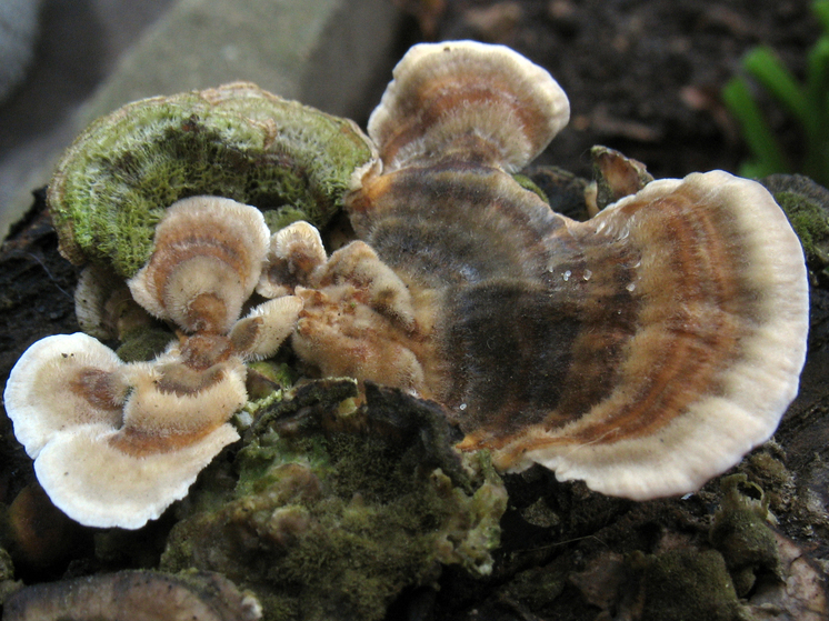 Подробнее о статье Власти предупредили собирателей об опасности после смерти человека от ядовитых грибов