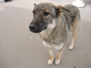 Подробнее о статье Выяснились детали расстрела собак в Подмосковье