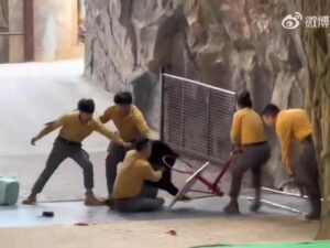 Подробнее о статье Запах лакомств спровоцировал нападение медведя на работника зоопарка