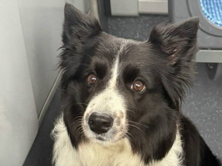 Подробнее о статье Живодер, обвиняемый в убийстве собаки Симы, может быть причастен к смерти еще одного пса